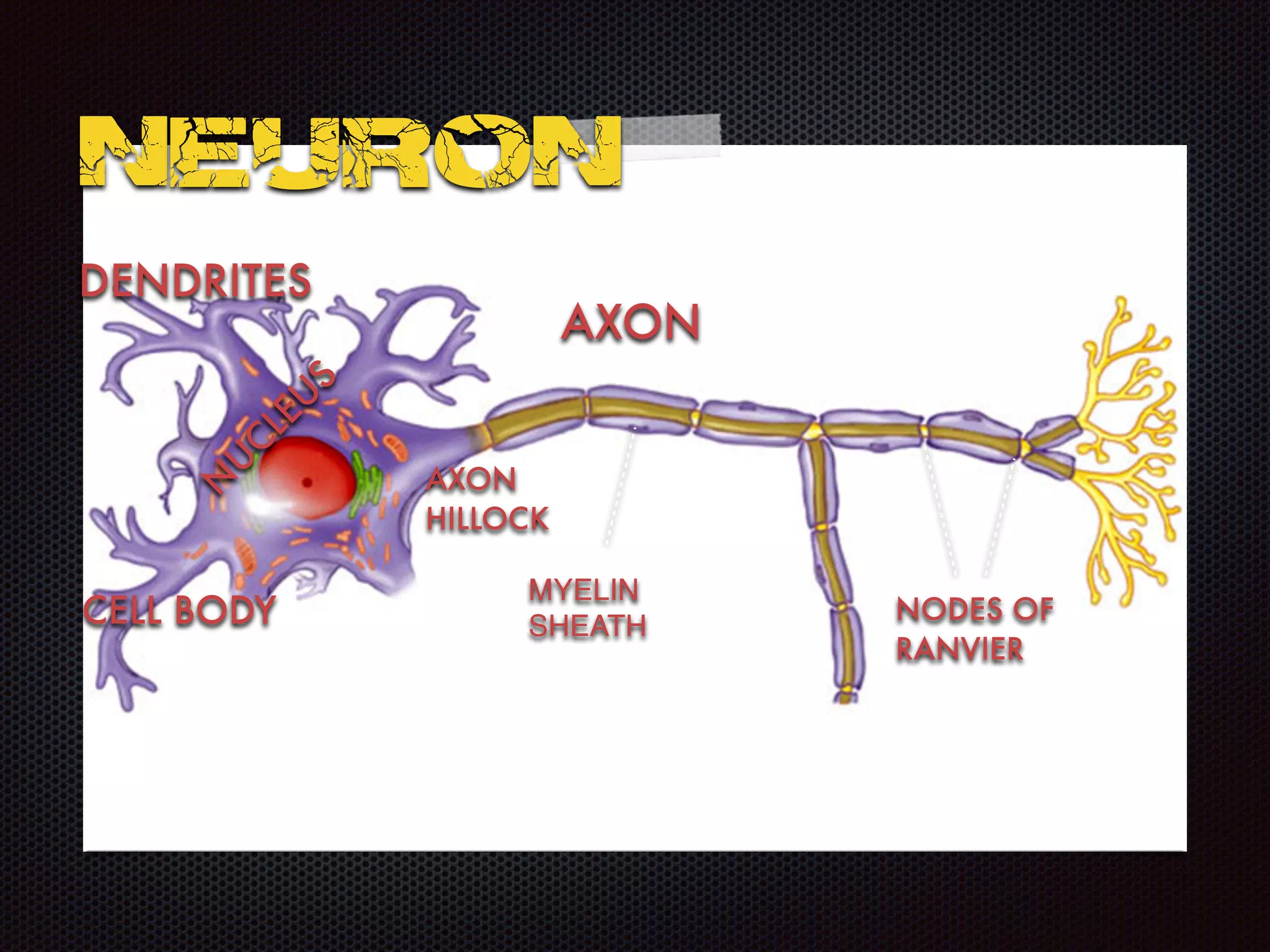 NEURON
AXON
DENDRITES
MYELIN
SHEATH
NODES OF
RANVIER
N
U
CLEU
S
AXON
HILLOCK
CELL BODY
 