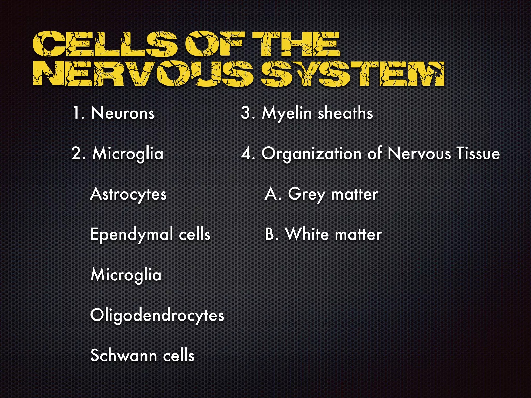 1. Neurons
2. Microglia
Astrocytes
Ependymal cells
Microglia
Oligodendrocytes
Schwann cells
Cells of the
NERVOUS SYSTEM
3. Myelin sheaths
4. Organization of Nervous Tissue
	 A. Grey matter
	 B. White matter
 