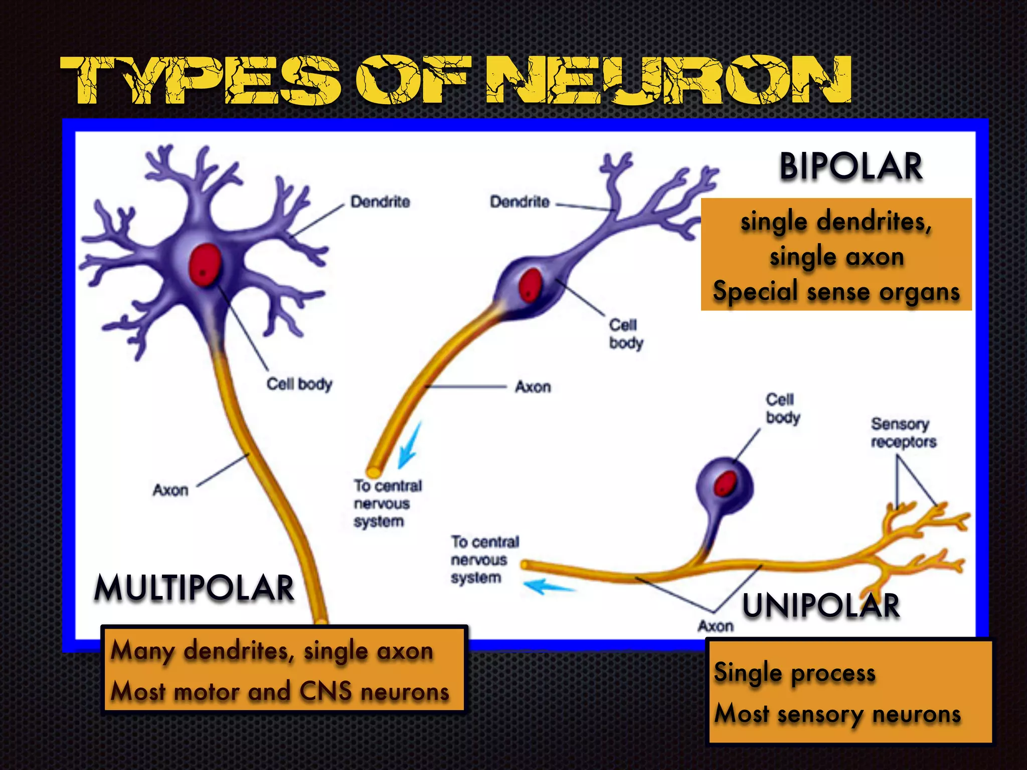 Types of Neuron
MULTIPOLAR
BIPOLAR
UNIPOLAR
Many dendrites, single axon
Most motor and CNS neurons
single dendrites,
single axon
Special sense organs
Single process
Most sensory neurons
 