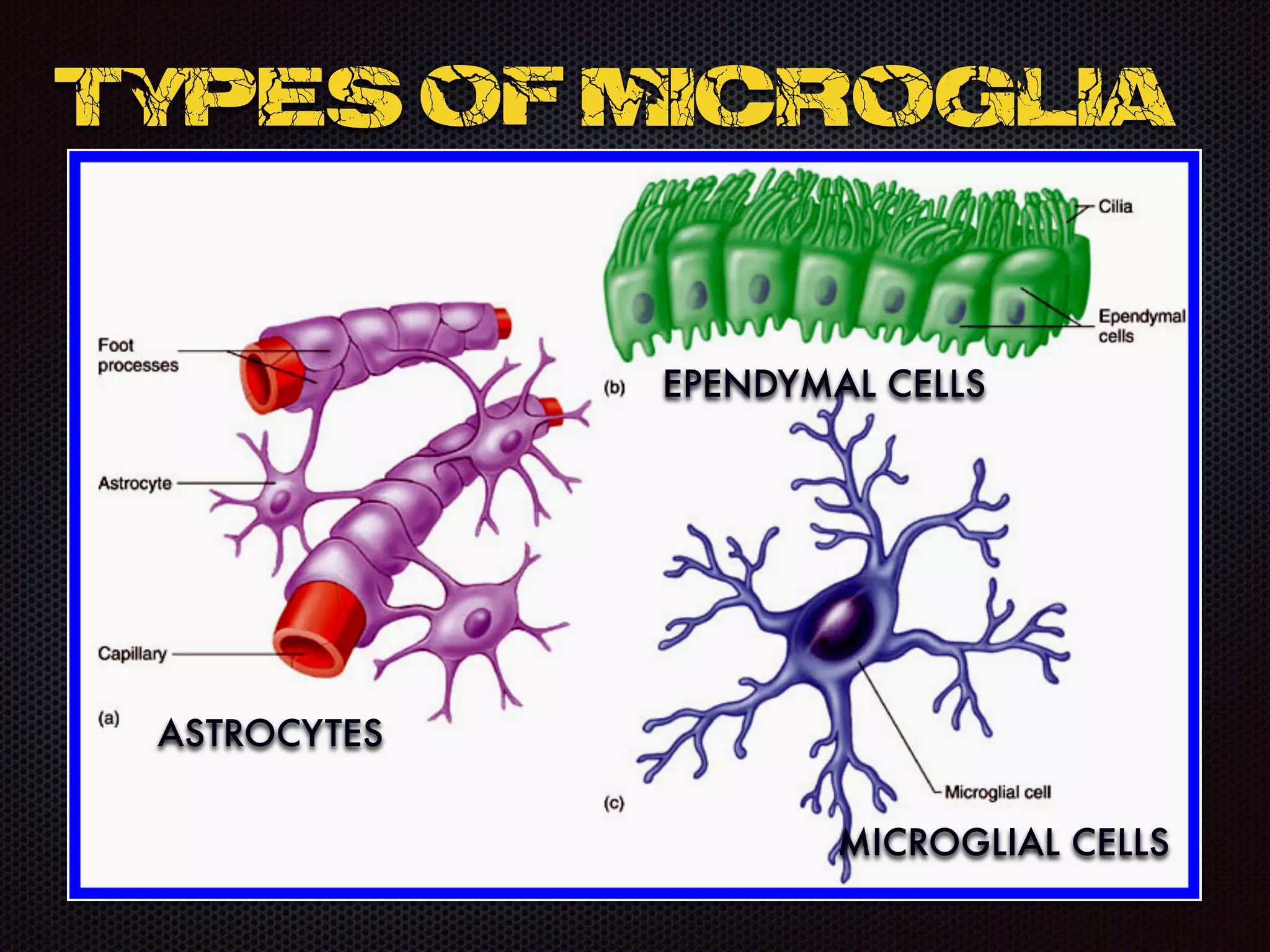 Types of MICROGLIA
ASTROCYTES
EPENDYMAL CELLS
MICROGLIAL CELLS
 