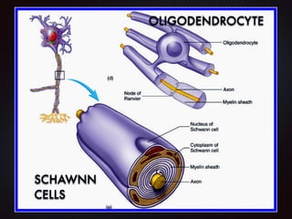 OLIGODENDROCYTE
SCHAWNN
CELLS
 