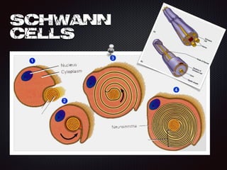 Schwann
Cells
 