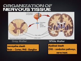 Organization of
Nervous Tissue
Gray Matter
non-myeline sheath
Brain – Cortex; PNS - Ganglion
White Matter
Myelined sheath
CNS – conduction pathways,
	 nerve tracts
 