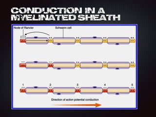 conduction in a
myelinated sheath
 