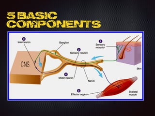 5 Basic
components
 
