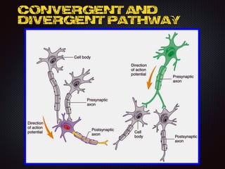 Convergent and
divergent pathway
 