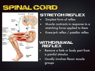 SPINAL CORD
STRETCH REFLEX
• Simplest form of reflex
• Muscle contracts in response to a
stretching force applied to them
• Knee-jerk reflex / patellar reflex
WITHDRAWAL
REFLEX
• Remove a limb or body part from
a painful stimulus
• Usually involves flexor muscle
groups
 