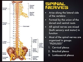 Spinal
Nerves
• Arise along the lateral side
of the vertebra
• Formed by the union of the
dorsal and ventral roots
• All spinal nerves are mixed
(both sensory and motor) in
function
• Most of the spinal nerves are
organized in groups
“PLEXUSES”
1. Cervical plexus
2. Brachial plexus
3. Lumbosacral plexus
 