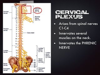 Cervical
plexus
• Arises from spinal nerves
C1-C4
• Innervates several
muscles on the neck.
• Innervates the PHRENIC
NERVE
 