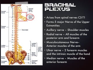 Brachial
plexus
• Arises from spinal nerves C5-T1
• Forms 5 major Nerve of the Upper
Extremities
• Axillary nerve – Shoulder muscles
• Radial nerve – All muscles of the
posterior arm and forearm
• Musculocutaneous Nerve–
Anterior muscles of the arm
• Ulnar nerve – 2 forearm muscles
and the intrinsic muscle of the hand
• Median nerve – Muscles of the
anterior forearm
 