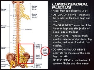 Lumbosacral
Plexus
• Arises from spinal nerves L1-S4
• OBTURATOR NERVE – innervate
the muscles of the inner thigh and
skin
• FEMORAL NERVE –muscles of the
Anterior thigh and skin (+ skin of
medial side of the leg)
• TIBIAL NERVE – Posterior thigh
muscles, anterior and posterior leg
muscles, and most of intrinsic foot
muscles.
• COMMON FIBULAR NERVE –
innervate the muscles of the inner
thigh and skin
• SCIATIC NERVE – conbination of
common fibular and tibial nerve
 
