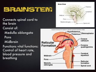 Brainstem
Connects spinal cord to
the brain
Consist of:
Medulla oblongata
Pons
Midbrain
Functions vital functions:
Control of heart rate,
blood pressure and
breathing
 