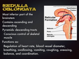 Medulla
Oblongata
Most inferior part of the
brainstem
Contains ascending and
descending
Pyramids- descending tracts
Conscious control of skeletal
muscle
Functions as:
Regulation of heart rate, blood vessel diameter,
breathing, swallowing, vomiting, coughing, sneezing,
balance, and coordination.
 