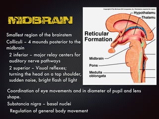 Midbrain
Smallest region of the brainstem
Colliculi – 4 mounds posterior to the
midbrain
2 inferior – major relay centers for
auditory nerve pathways
2 superior – Visual reflexes;
turning the head on a tap shoulder,
sudden noise, bright flash of light
Coordination of eye movements and in diameter of pupil and lens
shape.
Substancia nigra – basal nuclei
Regulation of general body movement
 