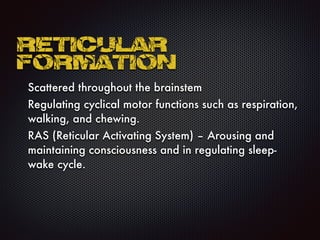 Reticular
formation
Scattered throughout the brainstem
Regulating cyclical motor functions such as respiration,
walking, and chewing.
RAS (Reticular Activating System) – Arousing and
maintaining consciousness and in regulating sleep-
wake cycle.
 