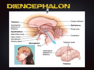 Diencephalon
 