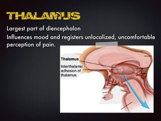 Largest part of diencephalon
Influences mood and registers unlocalized, uncomfortable
perception of pain.
Thalamus
 