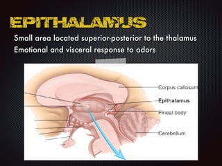 Small area located superior-posterior to the thalamus
Emotional and visceral response to odors
Epithalamus
 