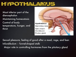 Most inferior part of the
diencephalon
Maintaining homeostasis
Control of body
temperature, hunger, and
thirst
Hypothalamus
Sexual pleasure, feeling of good after a meal, rage, and fear.
Infundibulum – funnel-shaped stalk
Major role in controlling hormones from the pituitary gland
 