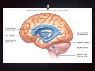 Chapter 8  nervous system