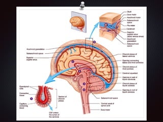 Chapter 8  nervous system
