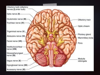 Chapter 8  nervous system
