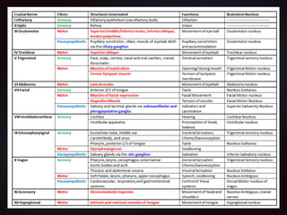 Chapter 8  nervous system