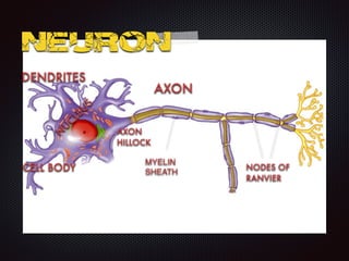 NEURON
AXON
DENDRITES
MYELIN
SHEATH
NODES OF
RANVIER
N
U
CLEU
S
AXON
HILLOCK
CELL BODY
 