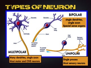 Types of Neuron
MULTIPOLAR
BIPOLAR
UNIPOLAR
Many dendrites, single axon
Most motor and CNS neurons
single dendrites,
single axon
Special sense organs
Single process
Most sensory neurons
 