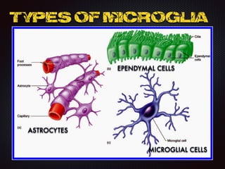Types of MICROGLIA
ASTROCYTES
EPENDYMAL CELLS
MICROGLIAL CELLS
 