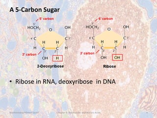 Dna Ribose Chapter 8: nucleic acids | PPSX