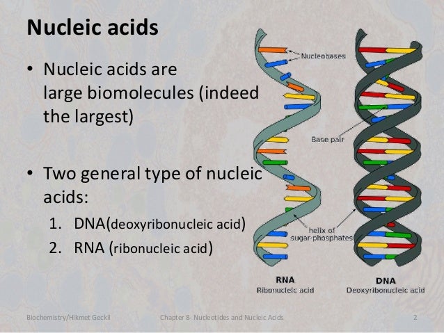 facts about nucleic acids