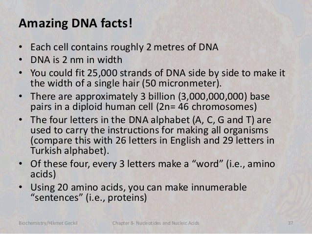 facts about nucleic acids
