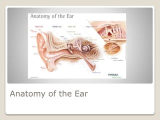 Anatomy of the Ear
 