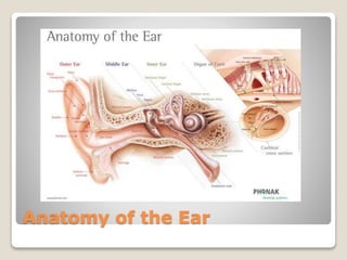 Anatomy of the Ear
 