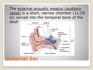 External Ear
 The external acoustic meatus (auditory
canal) is a short, narrow chamber (1x.25
in) carved into the temporal bone of the
skull
 