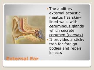 External Ear
 The auditory
external acoustic
meatus has skin-
lined walls with
ceruminous glands
which secrete
cerumen (earwax)
 It provides a sticky
trap for foreign
bodies and repels
insects
 
