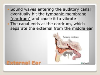 External Ear
 Sound waves entering the auditory canal
eventually hit the tympanic membrane
(eardrum) and cause it to vibrate
 The canal ends at the eardrum, which
separate the external from the middle ear
 