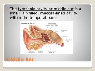 Middle Ear
 The tympanic cavity or middle ear is a
small, air-filled, mucosa-lined cavity
within the temporal bone
 