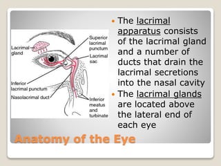 Anatomy of the Eye
 The lacrimal
apparatus consists
of the lacrimal gland
and a number of
ducts that drain the
lacrimal secretions
into the nasal cavity
 The lacrimal glands
are located above
the lateral end of
each eye
 