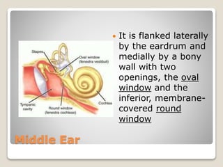 Middle Ear
 It is flanked laterally
by the eardrum and
medially by a bony
wall with two
openings, the oval
window and the
inferior, membrane-
covered round
window
 