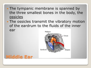 Middle Ear
 The tympanic membrane is spanned by
the three smallest bones in the body, the
ossicles
 The ossicles transmit the vibratory motion
of the eardrum to the fluids of the inner
ear
 