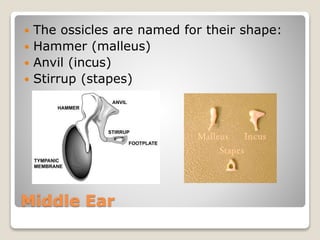 Middle Ear
 The ossicles are named for their shape:
 Hammer (malleus)
 Anvil (incus)
 Stirrup (stapes)
 