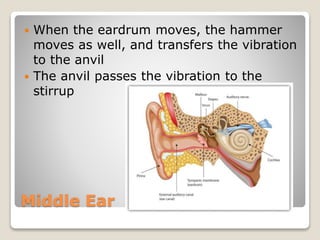 Middle Ear
 When the eardrum moves, the hammer
moves as well, and transfers the vibration
to the anvil
 The anvil passes the vibration to the
stirrup
 