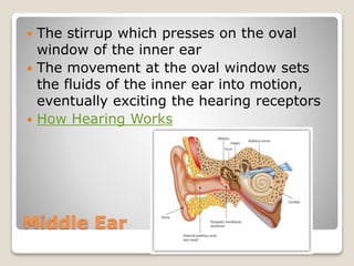 Middle Ear
 The stirrup which presses on the oval
window of the inner ear
 The movement at the oval window sets
the fluids of the inner ear into motion,
eventually exciting the hearing receptors
 How Hearing Works
 