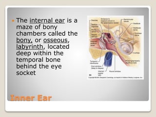 Inner Ear
 The internal ear is a
maze of bony
chambers called the
bony, or osseous,
labyrinth, located
deep within the
temporal bone
behind the eye
socket
 