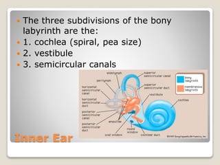 Inner Ear
 The three subdivisions of the bony
labyrinth are the:
 1. cochlea (spiral, pea size)
 2. vestibule
 3. semicircular canals
 