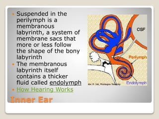 Inner Ear
 Suspended in the
perilymph is a
membranous
labyrinth, a system of
membrane sacs that
more or less follow
the shape of the bony
labyrinth
 The membranous
labyrinth itself
contains a thicker
fluid called endolymph
 How Hearing Works
 
