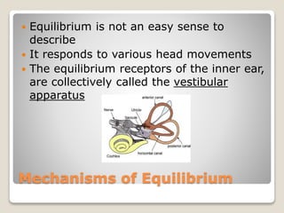 Mechanisms of Equilibrium
 Equilibrium is not an easy sense to
describe
 It responds to various head movements
 The equilibrium receptors of the inner ear,
are collectively called the vestibular
apparatus
 