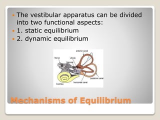 Mechanisms of Equilibrium
 The vestibular apparatus can be divided
into two functional aspects:
 1. static equilibrium
 2. dynamic equilibrium
 